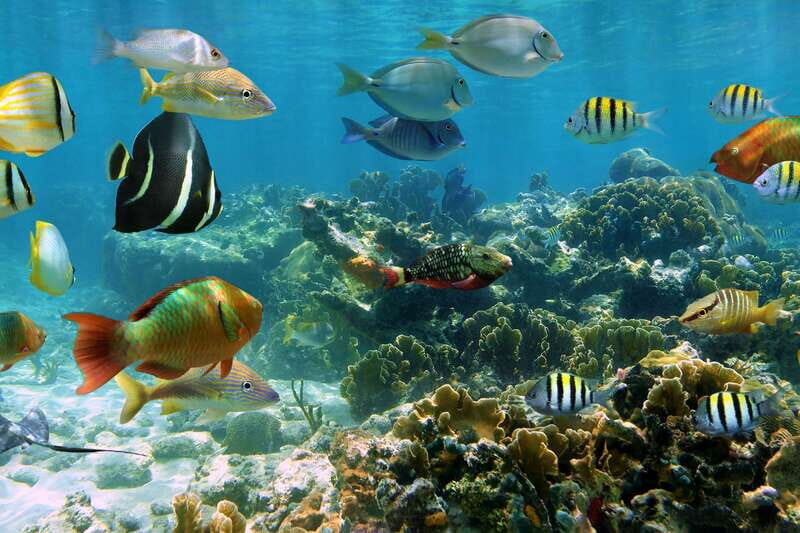 Cozumel: Palancar, Columbia and Cielo Reefs Snorkeling Tour - Practical Details and Considerations