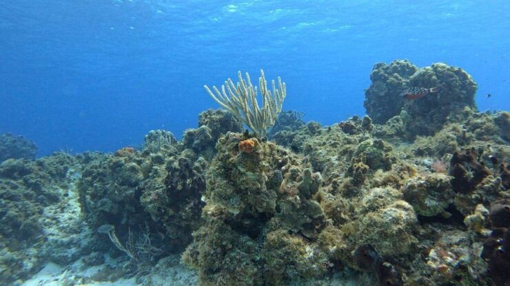 Cozumel, Passion Island: 4-Hour Private Tour - Good To Know