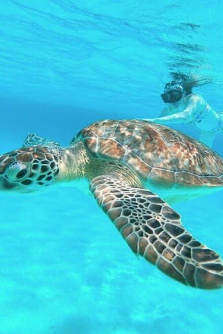 Cozumel: Private Snorkel Tour El Cielo + 3 Reefs Food Drinks - Coral Reefs and Marine Life