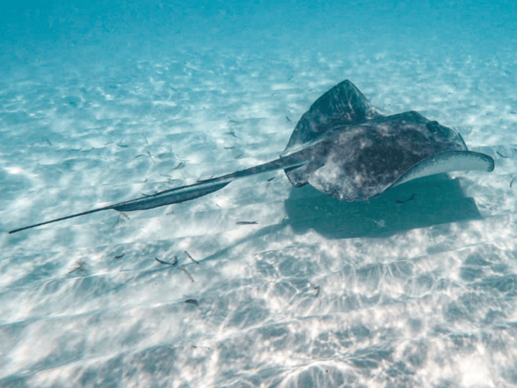 Cozumel: Private Snorkel Trip to El Cielo With Beach Club - Good To Know