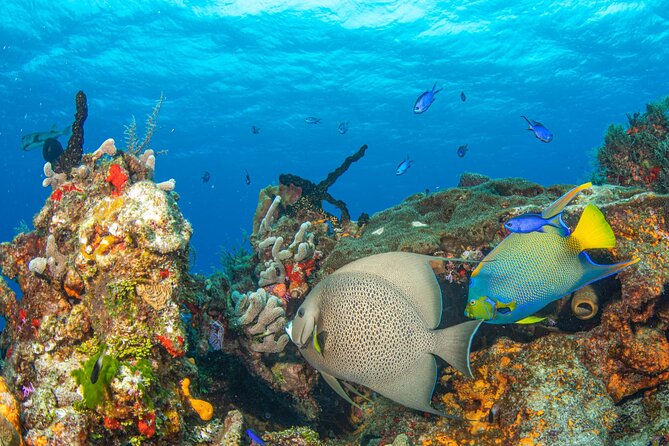 Cozumel Private Two-Tank Dive for Certified Divers - Private Scuba Diving Tour in Cozumel