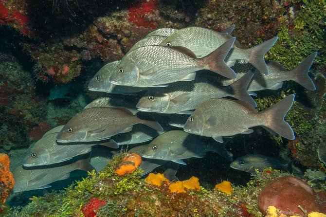 Cozumel Private Two-Tank Dive for Certified Divers - Additional Information About the Tour