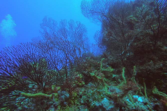 Cozumel Private Two-Tank Dive for Certified Divers - Cancellation Policy Details