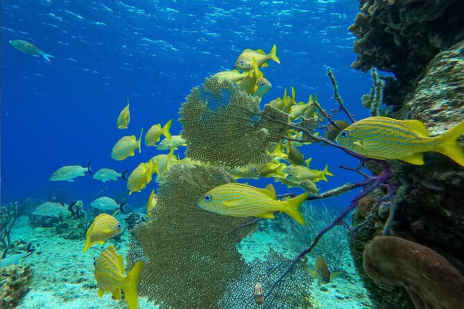 Cozumel Private Yacht and Snorkel With Lunch and Open Bar Onboard - Cancellation Policy Details
