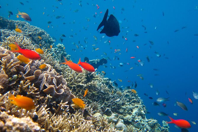 Cozumel Reef Snorkeling Tour - Tour Overview and Highlights