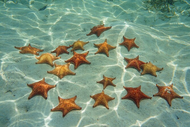 Cozumel Reef Snorkeling Tour - Duration and Age Requirements