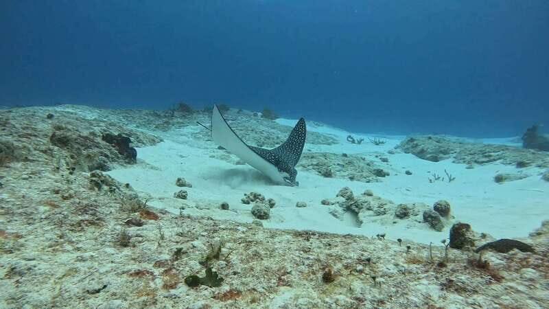 Cozumel Scuba Diving: 2 Tanks in the National Park for certified divers - Good To Know