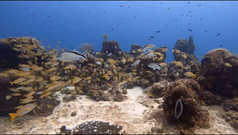 Cozumel Scuba Diving: 2 Tanks in the National Park for certified divers - Practical Details and Tips