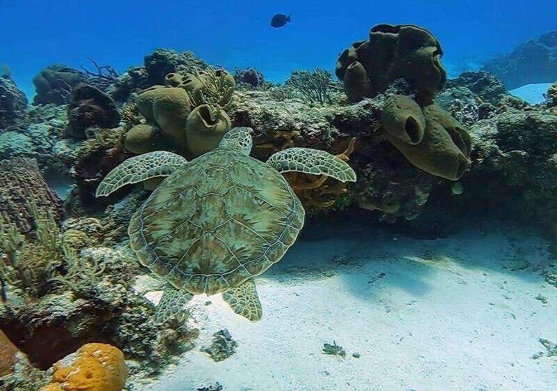 Cozumel Scuba Diving: 2 Tanks in the National Park for certified divers - FAQs