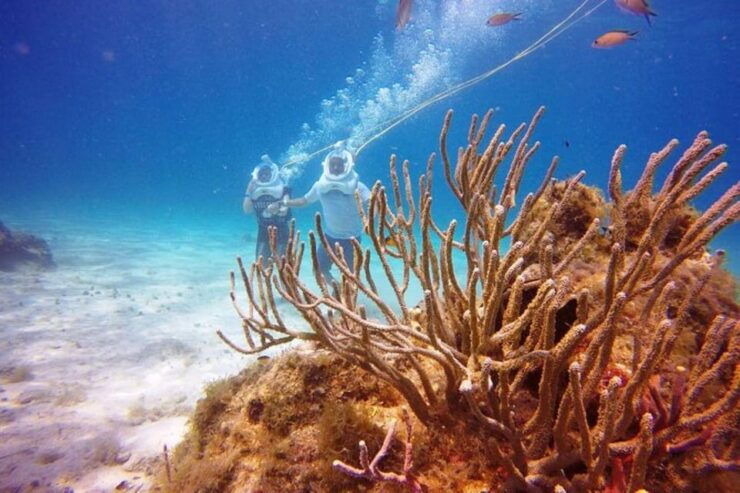 Cozumel: Sea Trek Adventure at Chankanaab National Park - Pricing and Booking Details