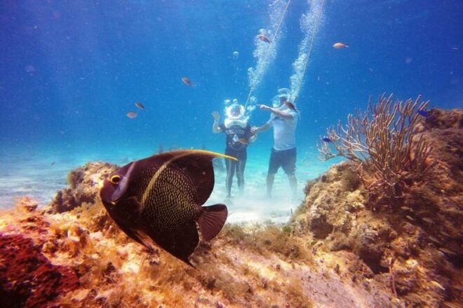 Cozumel: Sea Trek Adventure at Chankanaab National Park - Highlights of the Experience