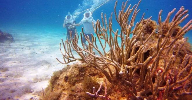 Cozumel: Sea Trek Adventure at Chankanaab National Park - Customer Feedback Highlights