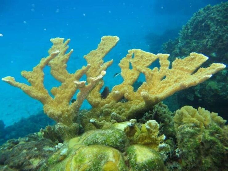 Cozumel: Shore Snorkel & Taco Workshop Experience - Activity Details