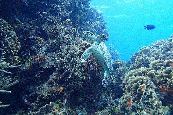 Cozumel Snorkel at El Cielo & 2 Reefs! Transportation from Tulum - Authentic Insights from Past Travelers