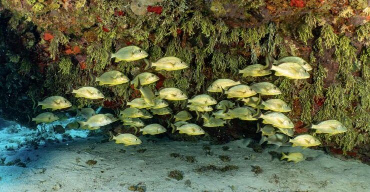 Cozumel: Snorkeling Boat Tour With Lunch - Booking Details for Snorkeling Tour