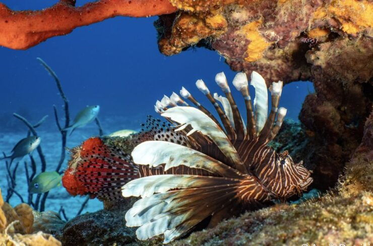 Cozumel: Snorkeling Boat Tour With Lunch - Snorkeling Experience Highlights