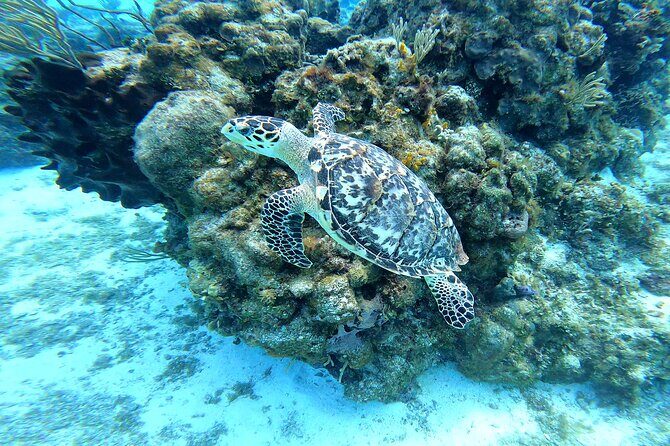 Cozumel Snorkeling Reef Experience with Ceviche and Beers - FAQs