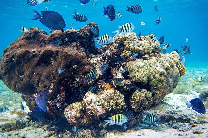 Cozumel Starfish and Tropical Reef Snorkeling by Powerboat With Lunch - Round-Trip Transportation From Cancun and Riviera Maya