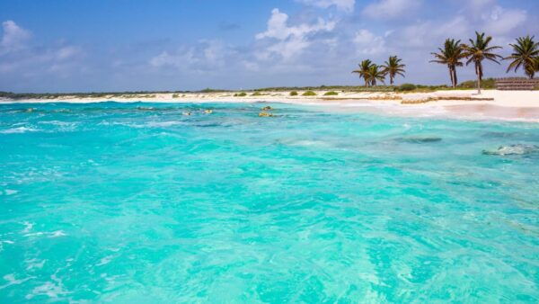 Cozumel: Transparent Boat Tour - Exploring the Marine Ecosystem
