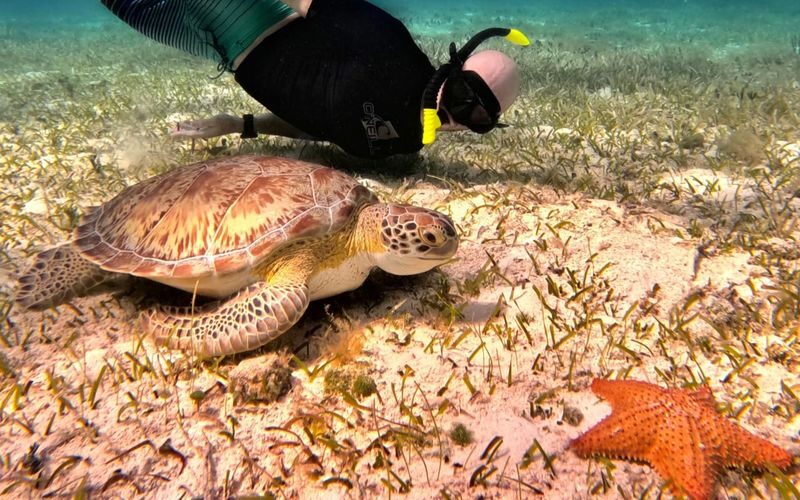 Cozumel Turtle Sanctuary Snorkeling and Coral Reef Experience - What the boat outing feels like