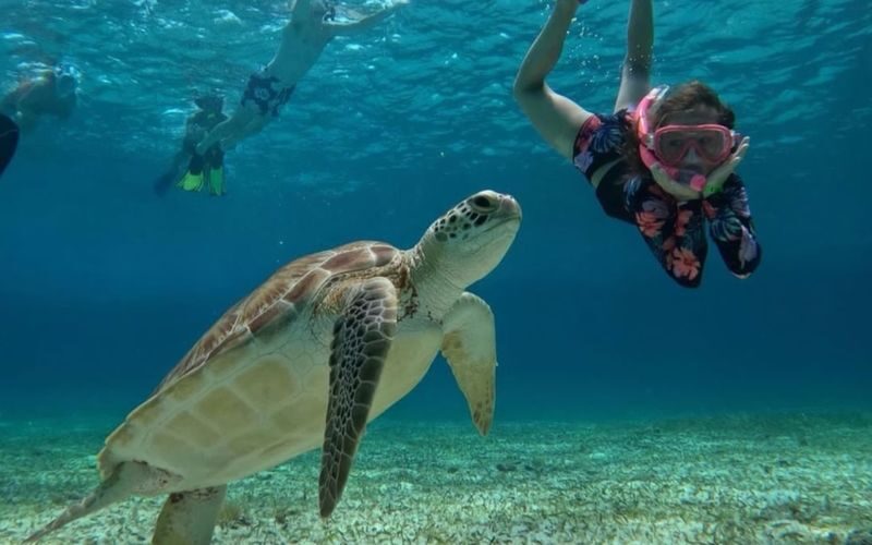 Cozumel Turtle Sanctuary Snorkeling and Coral Reef Experience - Who should choose this Cozumel trip?