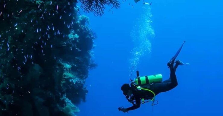 Cozumel: Twilight and Night Dive for Certified Divers - Good To Know
