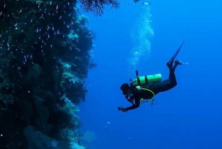 Cozumel: Twilight and Night Dive for Certified Divers - Bioluminescent Marine Life