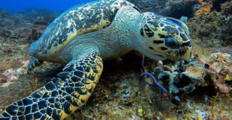 Cozumel: Two Dives - Sunset & Night - Good To Know