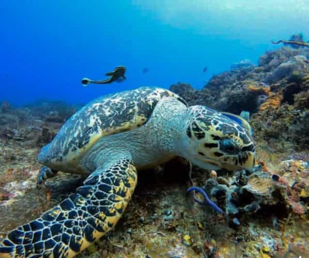 Cozumel: Two Dives - Sunset & Night - Good To Know