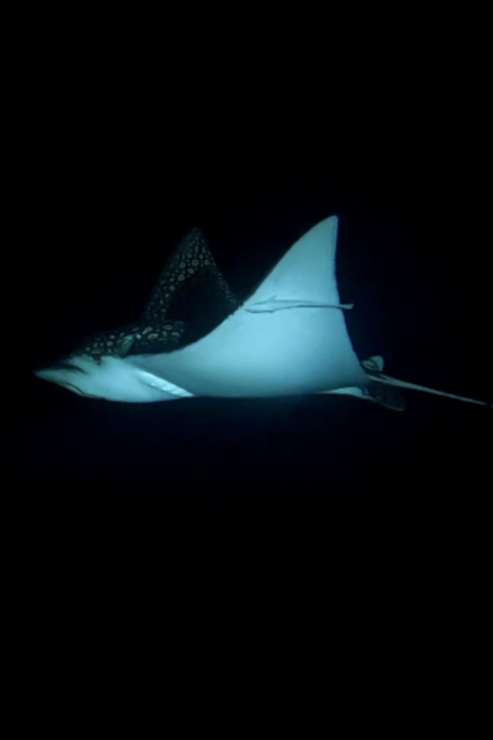 Cozumel: Two Dives - Sunset & Night - Sunset Dive Highlights