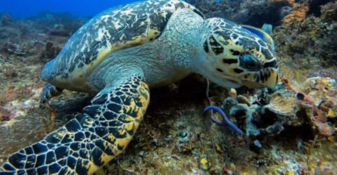 Cozumel: Two Dives - Sunset & Night - Night Dive Experiences
