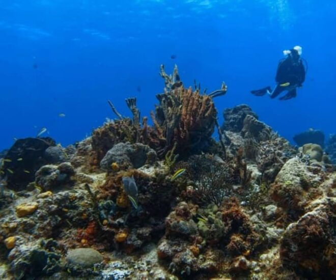 Cozumel: Two Dives - Sunset & Night - Certification Requirements