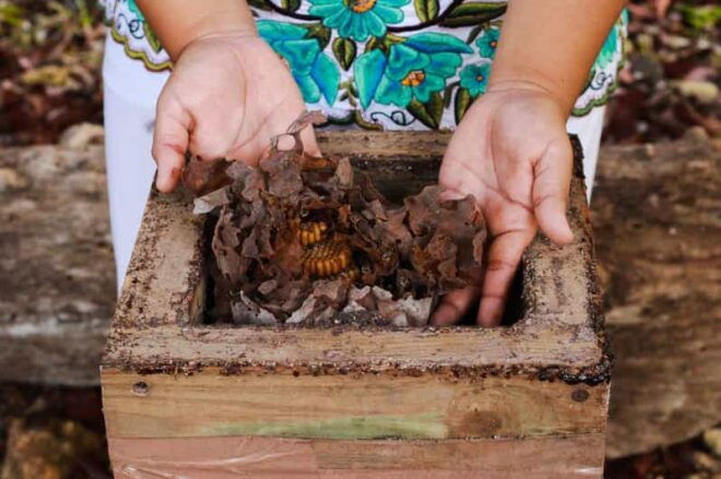 Cozumel: Ultimate Combo: Mayan Ruins, Bee Farm & Snorkeling - Transportation and Accessibility