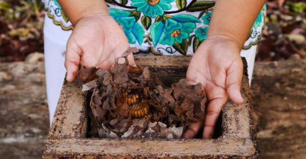 Cozumel: Ultimate Combo: Mayan Ruins, Bee Farm & Snorkeling - Exploring San Gervasio Ruins