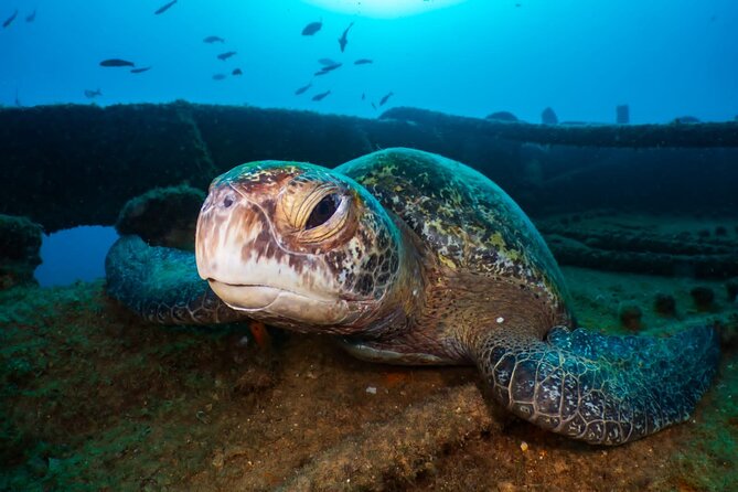 Cozumel Underwater 2 Tank Dive by Boat - Dive Highlights