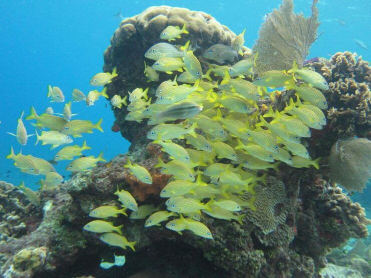 Cozumel: VIP Glass Bottom Boat & Snorkeling 3 Reefs Tour - Activity Details