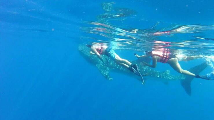 Cozumel: Whale Shark Tour - Duration and Guides