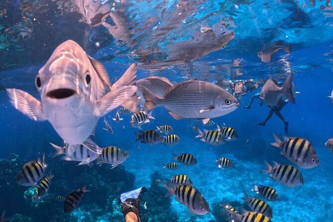 Cozumel's Best: Snorkel Adventure in El Cielo and El Cielito - The Experience: What to Expect on This Snorkel Day