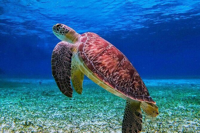 Cozumel's Reefs in El Cielo, Palancar and Columbia Guided Tour - Who’s This Tour Best For?