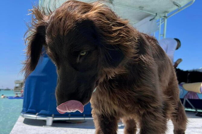 Crab Island Private Captained Charter in Destin - The Experience: What Travelers Say