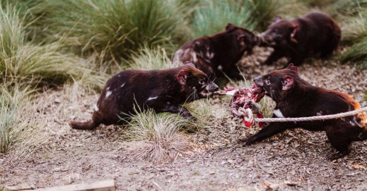 Cradle Mountain: After Dark Tasmanian Devil Feeding Tour - Experience Highlights