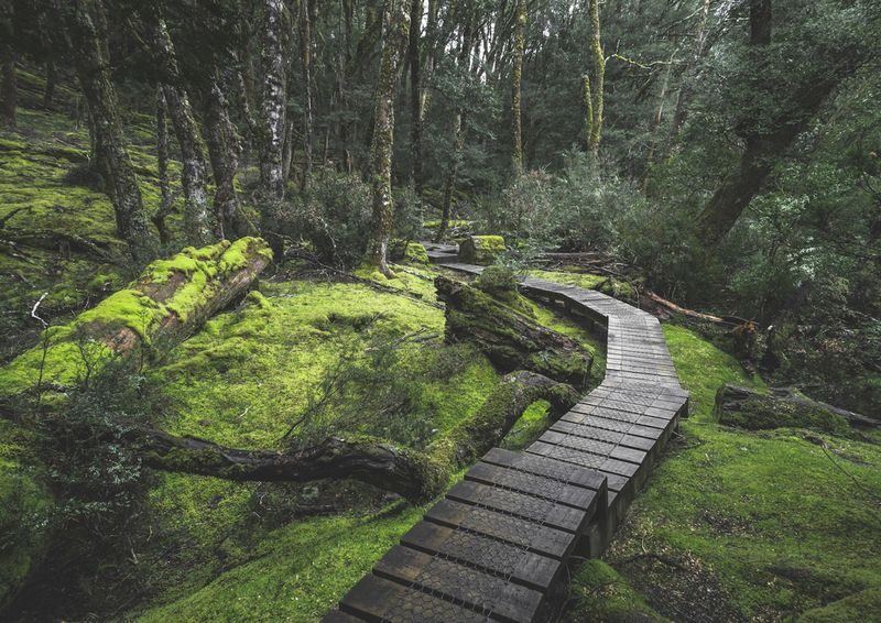 Cradle Mountain Explorer: Hobart to Launceston - Sheffield and the road north