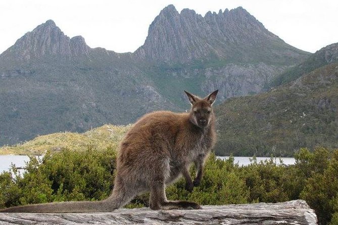 Cradle Mountain Guided Walk With Gourmet Hamper - Meeting and Pickup