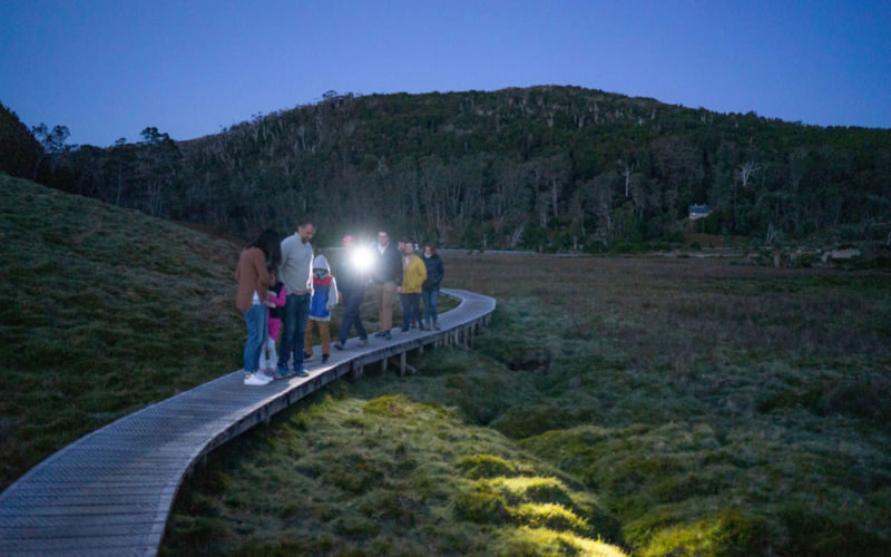 Cradle Mountain Night Spotting Tour - The essentials at a glance