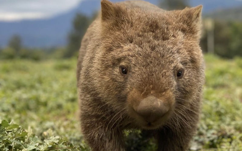 Cradle Mountain Night Spotting Tour - Ronny Creek and the chance of a wombat encounter