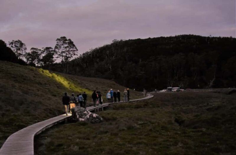 Cradle Mountain Wildlife Spotting after Dark - Introduction