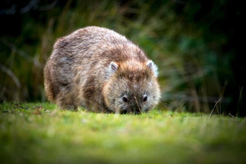 Cradle Mountain Wildlife Spotting after Dark - Good To Know