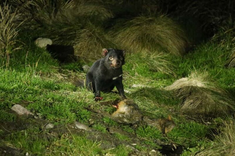 Cradle Mountain Wildlife Spotting after Dark - Who Would Love This Tour?