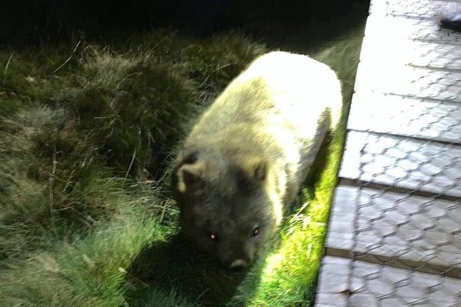 Cradle Mountain Wildlife Spotting After Dark - Equipment and Services Provided