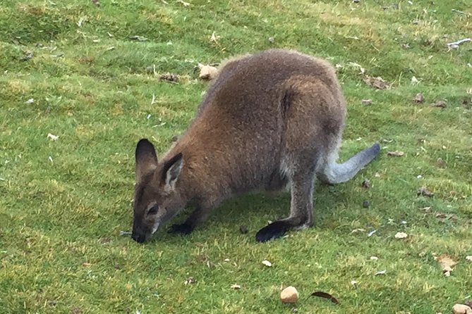 Cradle Mountain Wildlife Spotting After Dark - Tour Itinerary and Stops